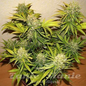 60 Day Grapefruit Auto - 1