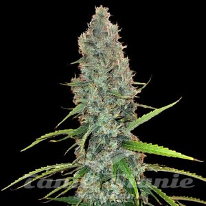 Acapulco Gold - 1