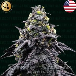 AK-Automatico - NARCOS SEEDS - 1