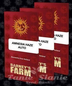 Amnesia Haze Auto - BARNEY'S FARM - 2