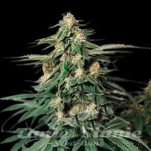 Amnesia Haze F1 Auto - 1