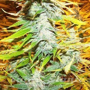 Amnesia Kush (Fast Version) - 1