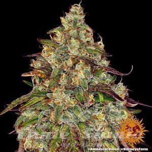 Amnesia Lemon - BARNEY’S FARM - 2