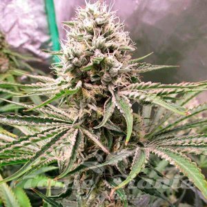 Amnesia Lemon - SILENT SEEDS - 2