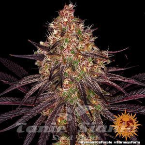 Ayahuasca Purple - BARNEY’S FARM - 2