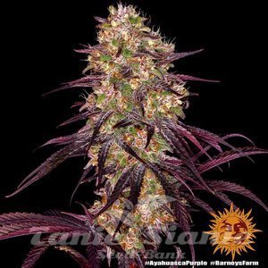 Ayahuasca Purple - BARNEY’S FARM - 6