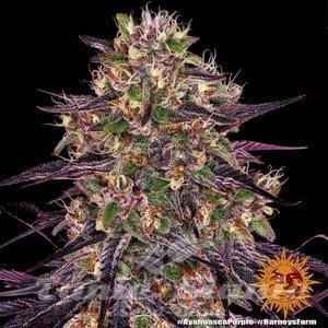 Ayahuasca Purple - BARNEY’S FARM - 7