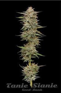 Banana OG - HUMBOLDT SEED COMPANY - 1