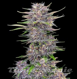 Banana Purple Punch Auto - 1