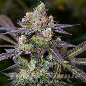 Banana Sherbet - 1