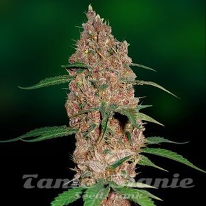 Laughing Buddha - BARNEY’S FARM - 2