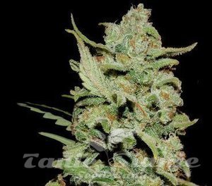 Peyote Critical - BARNEY'S FARM - 4