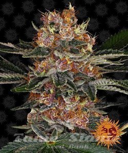 Purple Punch Auto - BARNEY'S FARM - 1