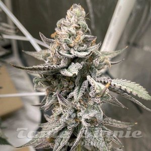 Beaver Cookies - ELEV8 SEEDS - 1