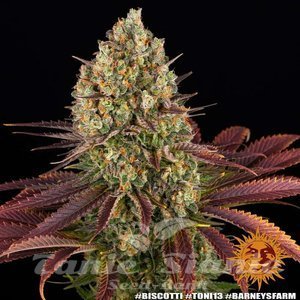 Biscotti - BARNEY'S FARM - 12