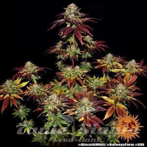 Biscotti Mintz - BARNEY'S FARM - 9