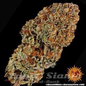 Biscotti Mintz - BARNEY'S FARM - 10