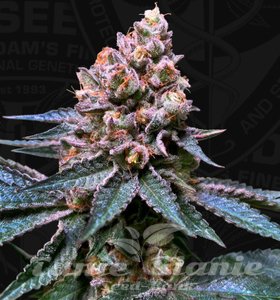 Black Apple Hitchcock - T.H. SEEDS - 2