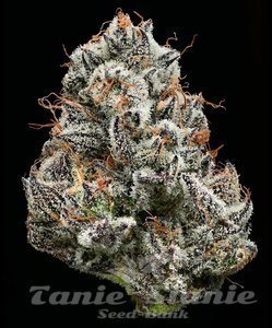 Black Cherry Gushers - BARNEY'S FARM - 2