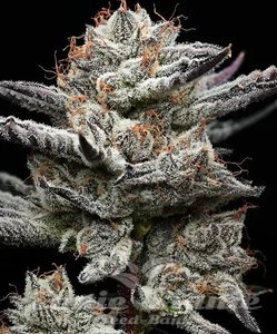 Black Cherry Gushers - BARNEY'S FARM - 1