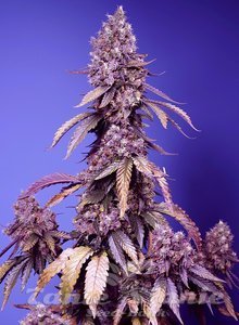 Black Muffin F1 Fast Version - SWEET SEEDS - 1