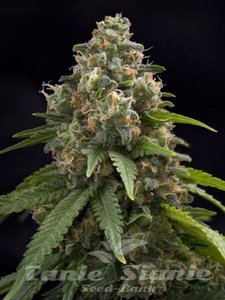 Black Water - THE CALI CONNECTION - 2