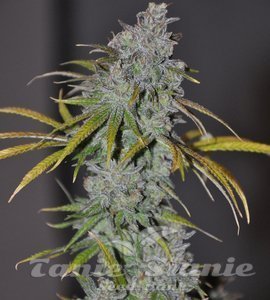 Blue Dream Haze - THE CALI CONNECTION - 2