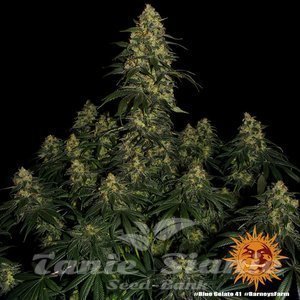 Blue Gelato 41 - BARNEY'S FARM - 5