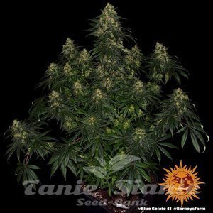 Blue Gelato 41 - BARNEY'S FARM - 7