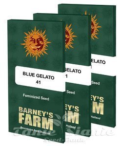Blue Gelato 41 - BARNEY'S FARM - 8
