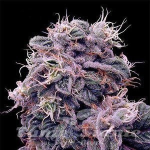 Blueberry - 1