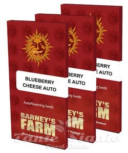 Blue Cheese Auto - BARNEY’S FARM - 3