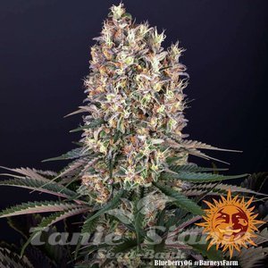 Blueberry OG - BARNEY'S FARM - 5