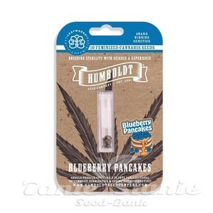 Blueberry Pancakes - HUMBOLDT SEEDS COMPANY - 4