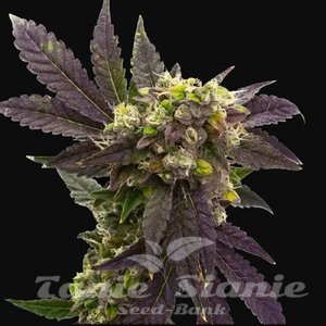 Blueberry x Big Devil Auto - 1