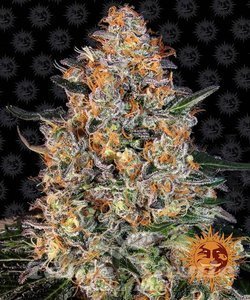 Bubba Kush - BARNEY’S FARM - 1