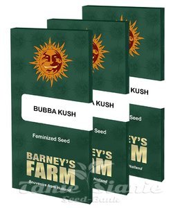 Bubba Kush - BARNEY’S FARM - 2