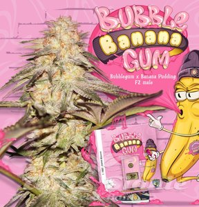 BubbleBananaGum - T.H. SEEDS - 1