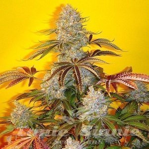 BubbleGum Auto - 1