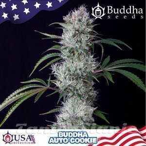 Buddha Cookie Auto - BUDDHA SEEDS - 1