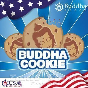 Buddha Cookie - BUDDHA SEEDS - 2