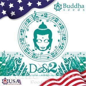 Buddha DoSi2 - BUDDHA SEEDS - 2