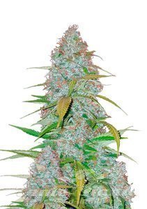 Californian Snow Auto - FASTBUDS - 1