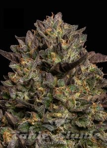 Caramel Cream - HUMBOLDT SEEDS COMPANY - 2