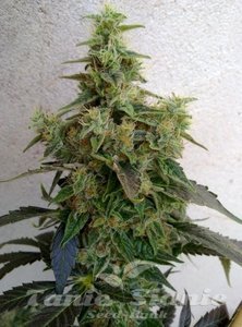 CBD NYC Diesel (ODMIANA MEDYCZNA) - 1