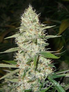 CBD Super Silver Haze (Odmiana Medyczna) - 1