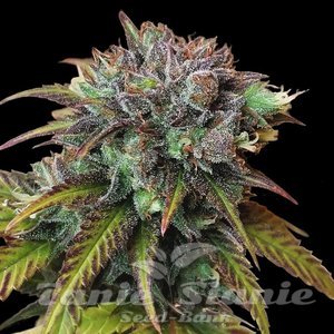 CBD Swiss Chocolate (Odmiana Medyczna) - 1
