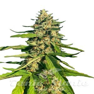 CBG Critical Mass - 1