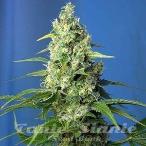 Cheese XXL Auto - 1