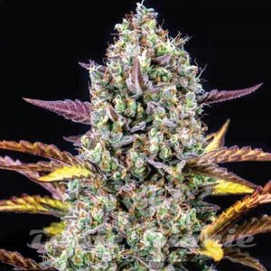 CheeseCake Auto - 1